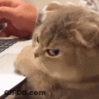 A Cat Is Sitting In Front Of A Laptop Computer Looking At The Camera . GIF