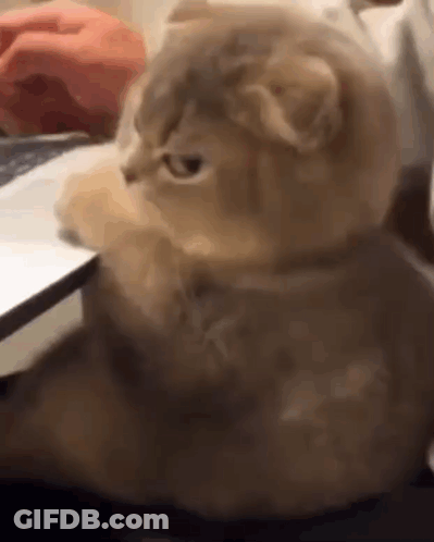 A Cat Is Sitting In Front Of A Laptop Computer . GIF
