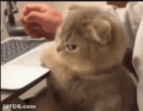 A Cat Is Sitting In Front Of A Laptop Keyboard GIF