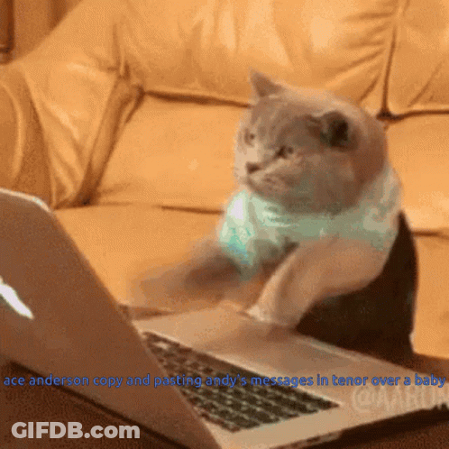 A Cat Is Sitting In Front Of A Laptop That Says Ace Anderson GIF
