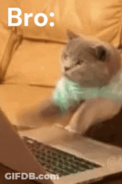 A Cat Is Sitting In Front Of A Laptop With The Word Bro Written Above It GIF