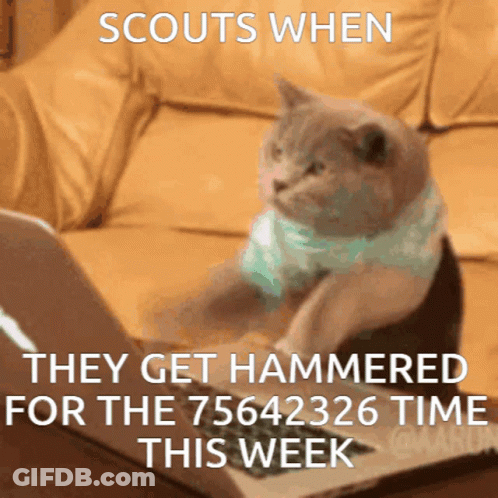 A Cat Is Sitting In Front Of A Laptop With The Words Scouts When They Get Hammered GIF