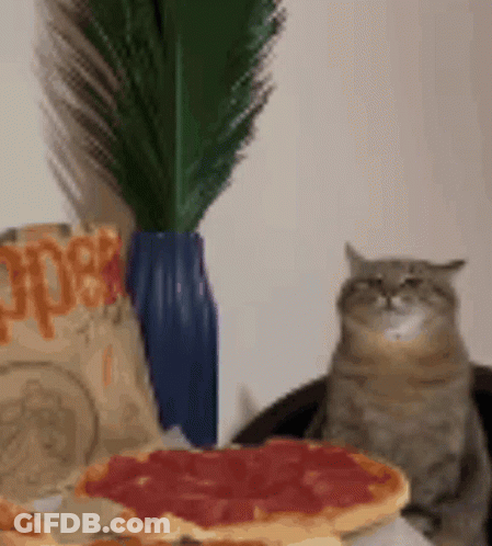 A Cat Is Sitting In Front Of A Pizza And A Bag Of Mcdonald 'S Nuggets GIF