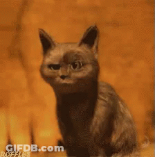 A Cat Is Sitting In Front Of A Wall And Licking Its Paw . GIF