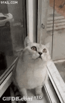 A Cat Is Sitting In Front Of A Window And Looking Out . GIF