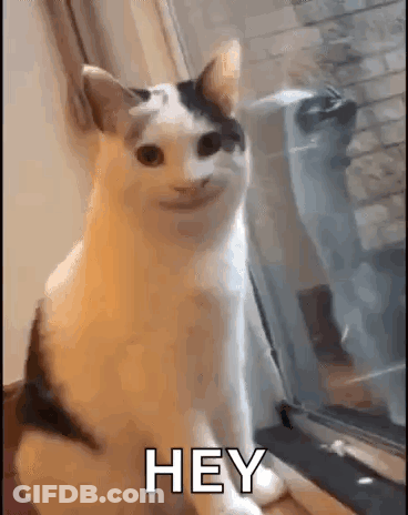 A Cat Is Sitting In Front Of A Window And Making A Face . GIF