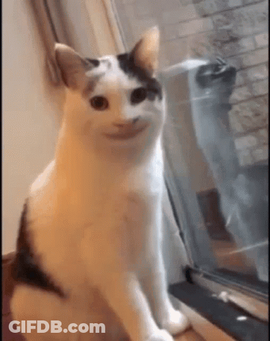 A Cat Is Sitting In Front Of A Window With A Smiling Face . GIF