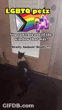 Cat Sitting In Front Of Window With Unicorn Balloon And Rainbow Flag GIF