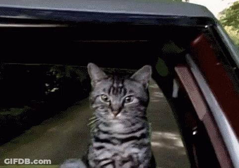 A Cat Is Sitting In The Back Of A Car And Looking Out The Window GIF