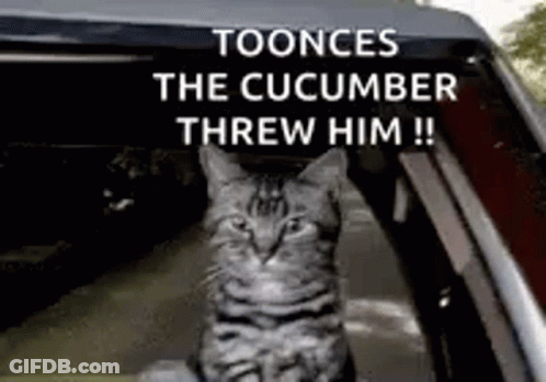 A Cat Is Sitting In The Back Of A Car With A Caption That Says Toonces The Cucumber Threw Him ! GIF