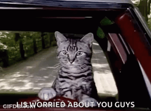 A Cat Is Sitting In The Back Seat Of A Car And Looking Out The Window . GIF