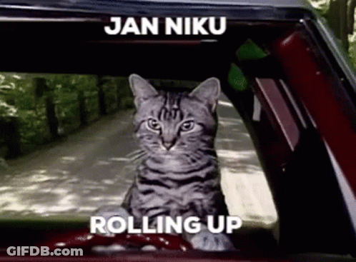 A Cat Is Sitting In The Back Seat Of A Car . GIF