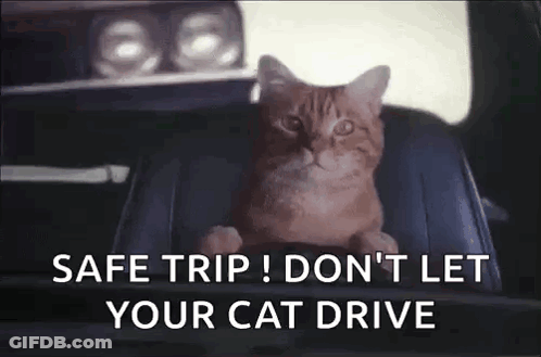 A Cat Is Sitting In The Back Seat Of A Car With The Words `` Safe Trip ! Do N't Let Your Cat Drive '' . GIF