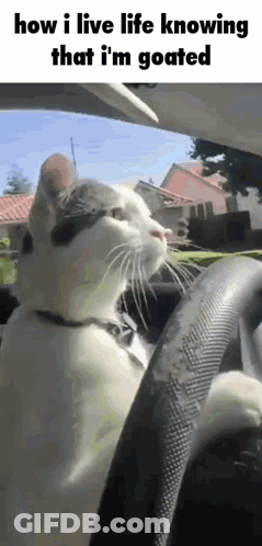 A Cat Is Sitting In The Driver 'S Seat Of A Car And Looking At The Camera GIF