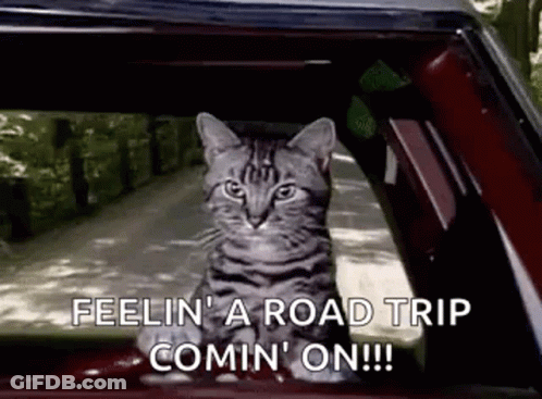A Cat Is Sitting In The Driver 'S Seat Of A Car And Looking Out The Window . GIF