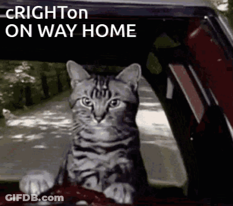 A Cat Is Sitting In The Driver 'S Seat Of A Car GIF