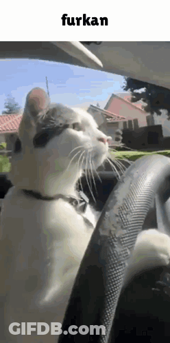 A Cat Is Sitting In The Driver 'S Seat Of A Car Looking Out The Window . GIF