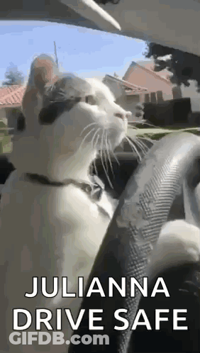 A Cat Is Sitting In The Driver 'S Seat Of A Car With The Caption Julianna Drive Safe . GIF
