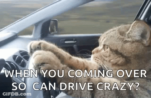 A Cat Is Sitting In The Driver 'S Seat Of A Car With The Caption When You Coming Over So Can Drive Crazy ? GIF