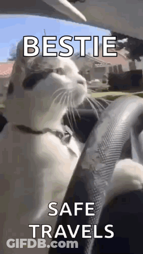 A Cat Is Sitting In The Driver 'S Seat Of A Car With The Words `` Bestie Safe Travels '' Written On It . GIF