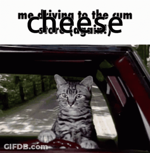 A Cat Is Sitting In The Driver 'S Seat Of A Car With The Words " Me Driving To The Cheese Store Again " Behind It GIF