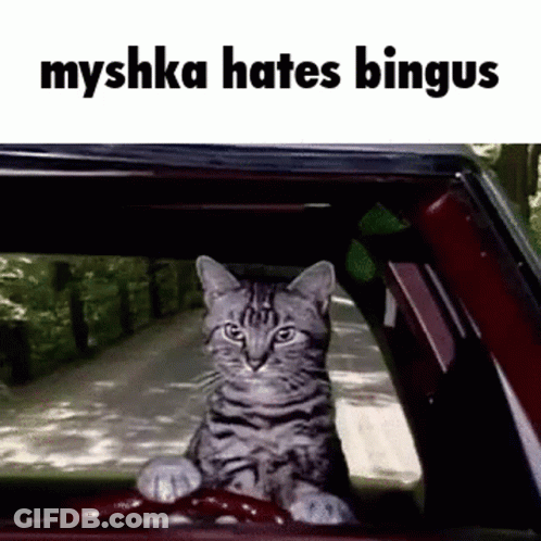 A Cat Is Sitting In The Driver 'S Seat Of A Car With The Words Myshka Hates Bingus Above It . GIF