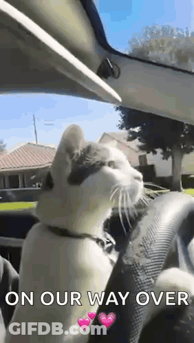 A Cat Is Sitting In The Driver 'S Seat Of A Car With The Words On Our Way Over Below It . GIF