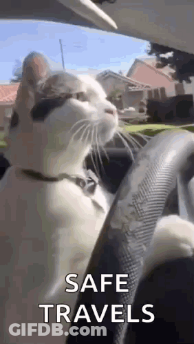 A Cat Is Sitting In The Driver 'S Seat Of A Car With The Words `` Safe Travels '' Above It . GIF
