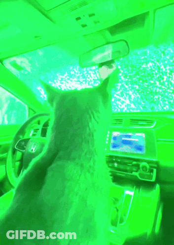 A Cat Is Sitting In The Driver 'S Seat Of A Car GIF