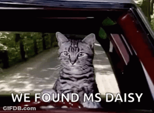 A Cat Is Sitting In The Passenger Seat Of A Car . GIF
