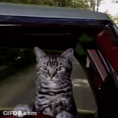 A Cat Is Sitting In The Steering Wheel Of A Car . GIF