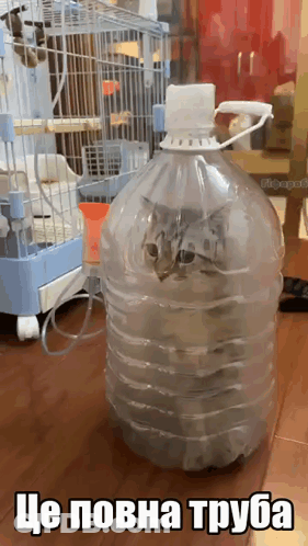 A Cat Is Sitting Inside Of A Clear Plastic Bottle With A Caption In A Foreign Language GIF