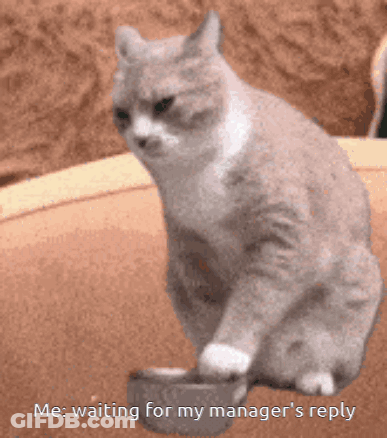 A Cat Is Sitting Next To A Bowl Of Food And Says " Me Waiting For My Manager 'S Reply " GIF