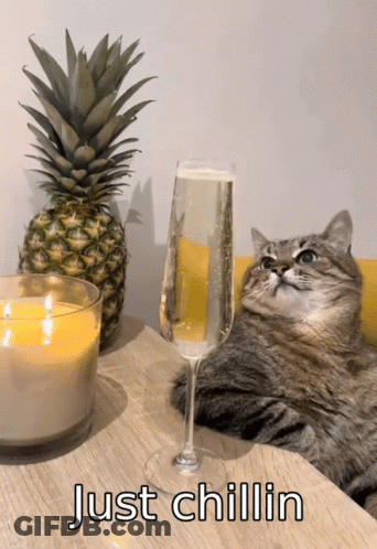 A Cat Is Sitting Next To A Glass Of Champagne And A Pineapple With The Words Just Chillin Below It GIF