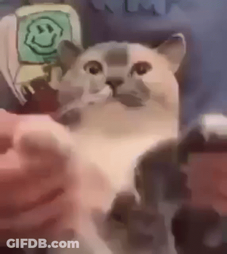 A Cat Is Sitting Next To A Person 'S Hand . GIF