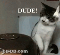 A Cat Is Sitting Next To A Pot And Says Dude On The Bottom GIF