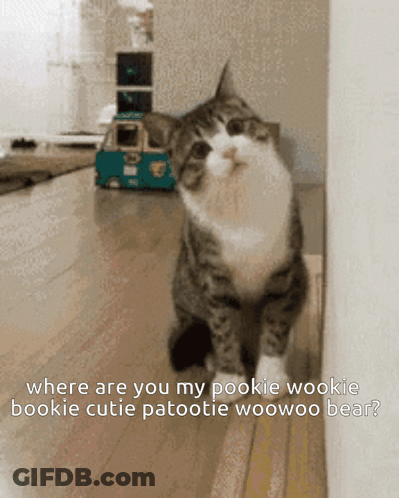 A Cat Is Sitting Next To A Wall With A Caption That Says Where Are You My Pookie Wookie GIF