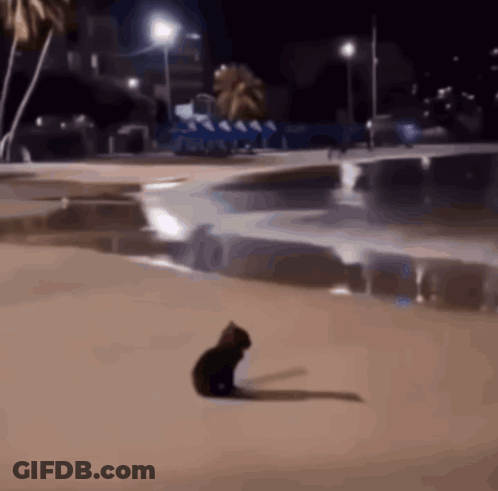 A Cat Is Sitting On A Beach At Night GIF