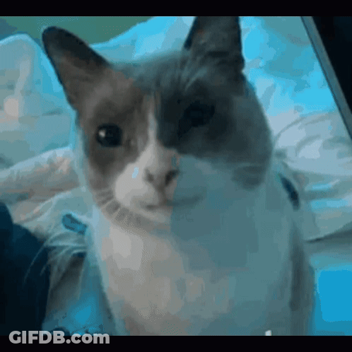 A Cat Is Sitting On A Bed And Looking At The Camera GIF