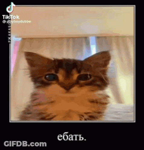 A Cat Is Sitting On A Bed And Looking At The Camera With A Black Background . GIF