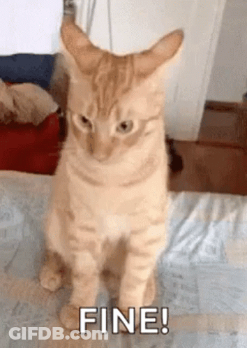 A Cat Is Sitting On A Bed And Looking At The Camera With The Words Fine Written Below It . GIF