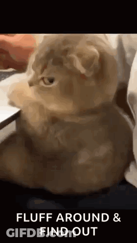 Cat Sitting On Bed Next To Laptop GIF