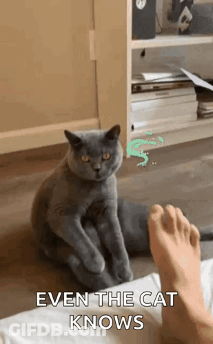 A Cat Is Sitting On A Bed Next To A Person 'S Foot And Looking At The Camera . GIF