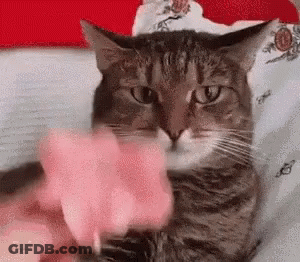 A Cat Is Sitting On A Bed Playing With A Pink Toy . GIF