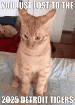 A Cat Is Sitting On A Bed With A Meme That Says ' You Just Lost To The 2025 Detroit Tigers ' GIF