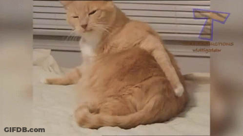 A Cat Is Sitting On A Bed With A Purple T In The Background GIF