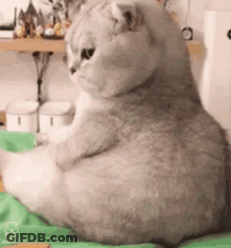 A Cat Is Sitting On A Bed With Its Legs Crossed . GIF