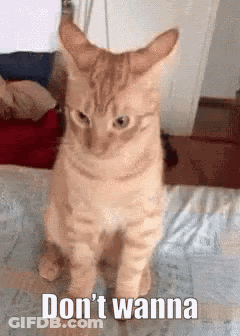 A Cat Is Sitting On A Bed With The Words `` Do N't Wanna '' Written On The Bottom Of It . GIF