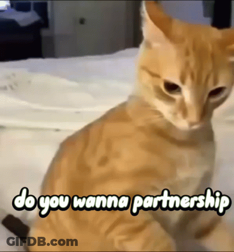 A Cat Is Sitting On A Bed With The Words Do You Wanna Partnership Written Above It GIF