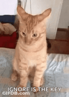 A Cat Is Sitting On A Bed With The Words `` Ignore Is The Key '' Written On The Bottom . GIF